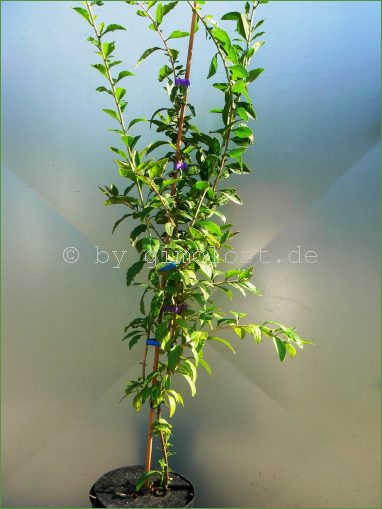 frische goji beeren kaufen