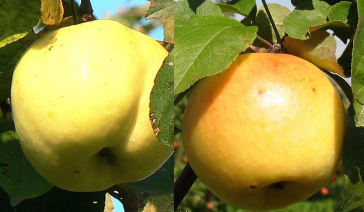 *Apfel "Belij Naliv",Sommerapfel.Apfelbaum ca.200 cm,Белый налив 