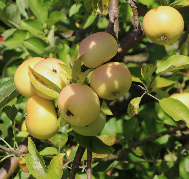 Miniapfel, Apfelbaum Kitaika Medoк