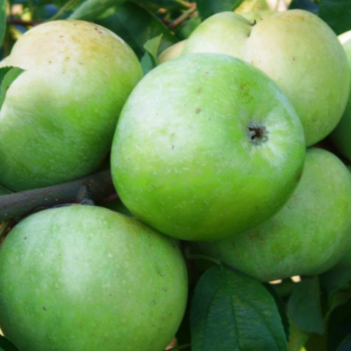 Apfel Simirenko