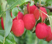 Miniapfel Kitaika Miniapfel Kitaika