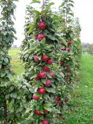 Säulenapfel Säulenapfel