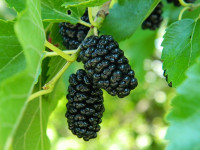 Maulbeeren Maulbeeren