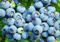 Blaubeere/Heidelbeere Blaubeere/Heidelbeere