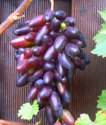 Weinrebe Weinrebe