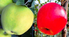 Apfel 