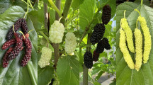 Maulbeeren