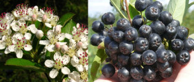 Aronia