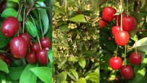 Goumi Beeren