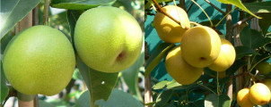 Nashi-Birne