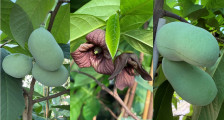 Indianerbanane Papau 