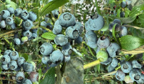 Blaubeere/Heidelbeere