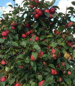 Яблони китайки