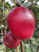Яблони Летние