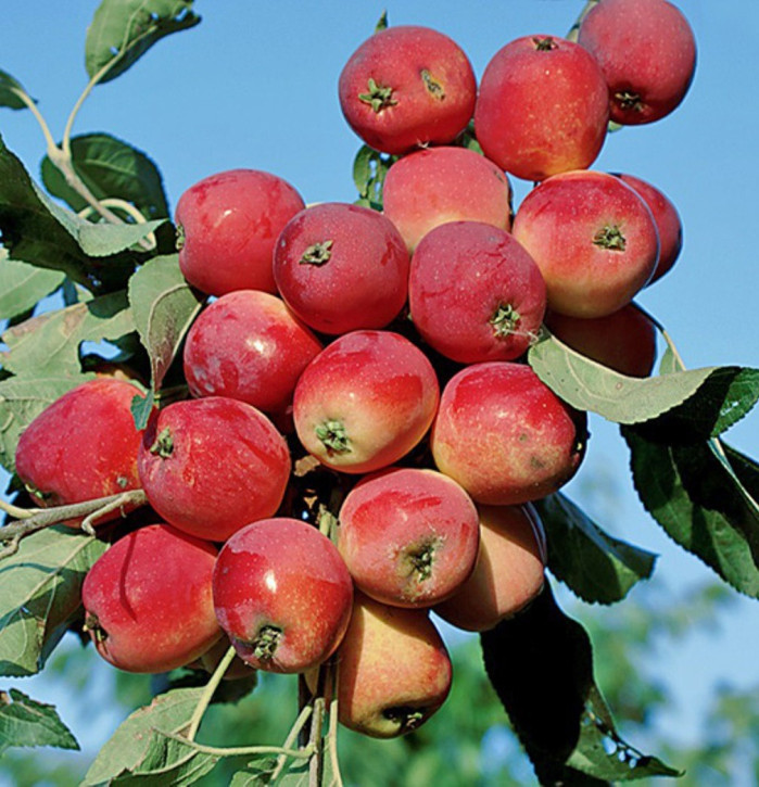 Kitaika Gruschowka Omskaj