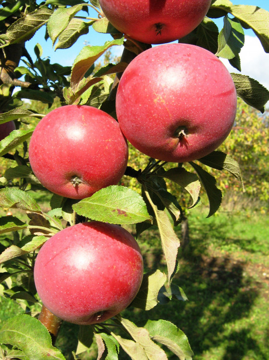 Säulenapfel Anita, Säulen Apfelbaum (Malus domestica)