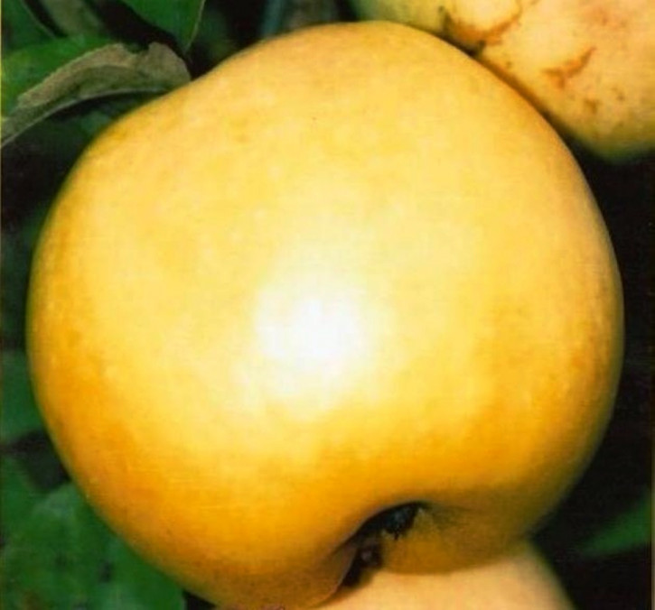 Apfel "Antonowka" (мalus domestica)