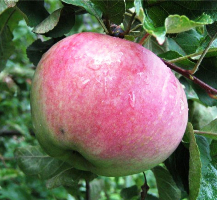 Apfel Aport Almaaty (malus domestica) Алматинский Апорт