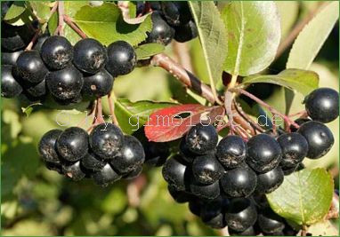 Aronia Aron