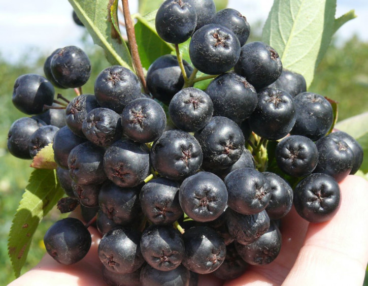 Aronia "Nero"