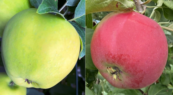 Belyj Naliv + Zhigulevskoe Duo-Apfelbaum (Malus domestica)