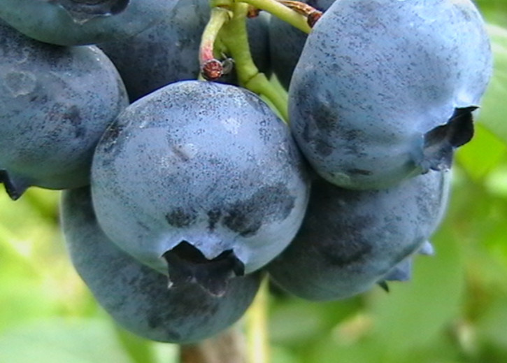 Heidelbeeren KazPliszka