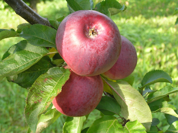 Säulenapfel „DIWO“