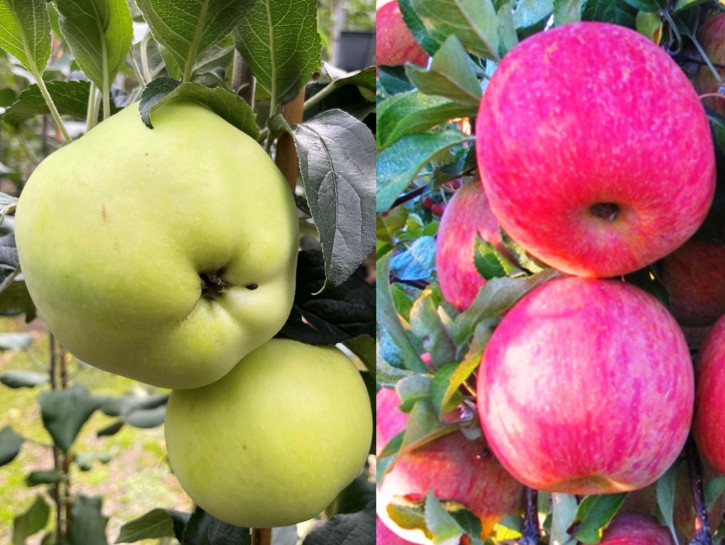 Antonovka + Melba Familienbaum-Duo Apfelbaum, Zwei Sorten Apfelbaum  (Malus domestica)