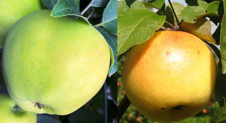 Familienbaum Belij Naliv + Limonka, Duo Apfelbaum