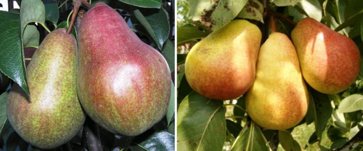 2 Sorten Säulen Birnenbaum Pepi + Decora