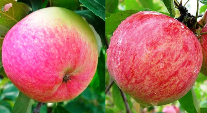 Grushovka+Desertnoe Familienbaum-Duo Apfelbaum, Zwei Sorten Apfelbaum  (Malus domestica)