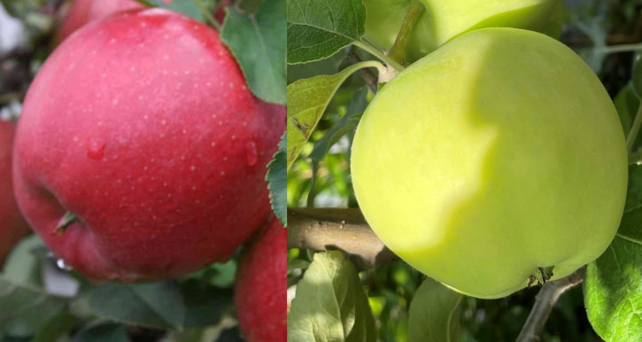 Katja+Belyj Naliv Familienbaum-Duo Apfelbaum, Zwei Sorten Apfelbaum  (Malus domestica)