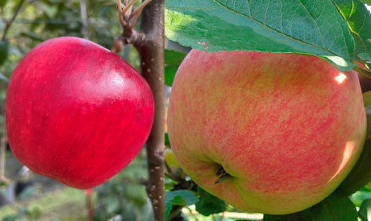 Katja + Konfetnoe Familienbaum-Duo Apfelbaum, Zwei Sorten Apfelbaum  (Malus domestica)