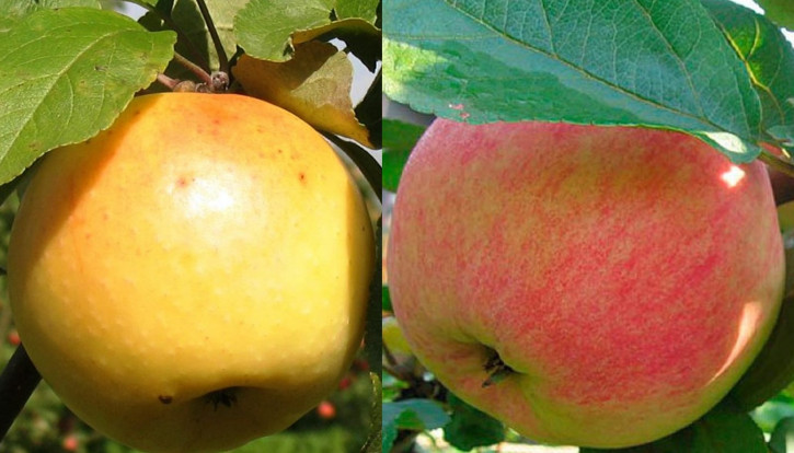 Limonka + Konfetnoe Familienbaum-Duo Apfelbaum, Zwei Sorten Apfelbaum  (Malus domestica)