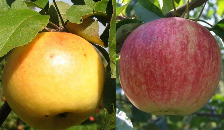 Limonka+Stolovka Familienbaum-Duo Apfelbaum, Zwei Sorten Apfelbaum  (Malus domestica)