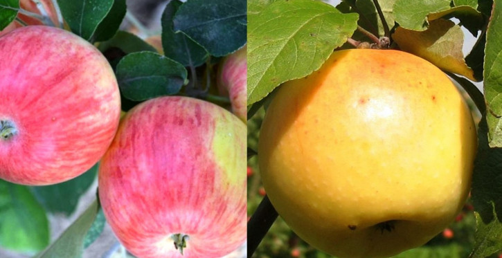Limonka + Grushovka Familienbaum-Duo Apfelbaum, Zwei Sorten Apfelbaum  (Malus domestica)