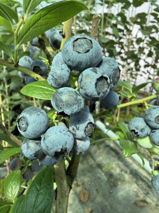 Heidelbeeren 2 Sorten set