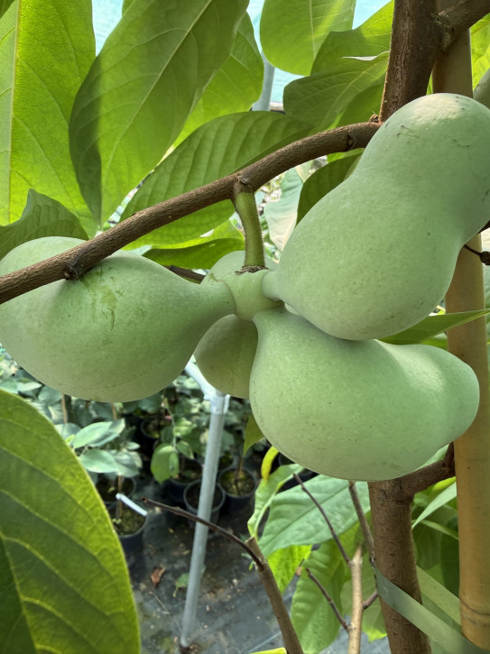 Азимина Оверлиз 80/100 см.(Asimina triloba)