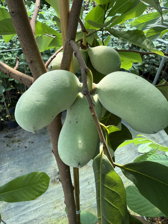 Indianerbanane Sunflower ca. 80/100 cm.  (Asimina triloba)