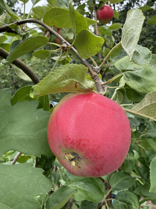 Apfelbaum Zhigulevskoe (Malus domestica)