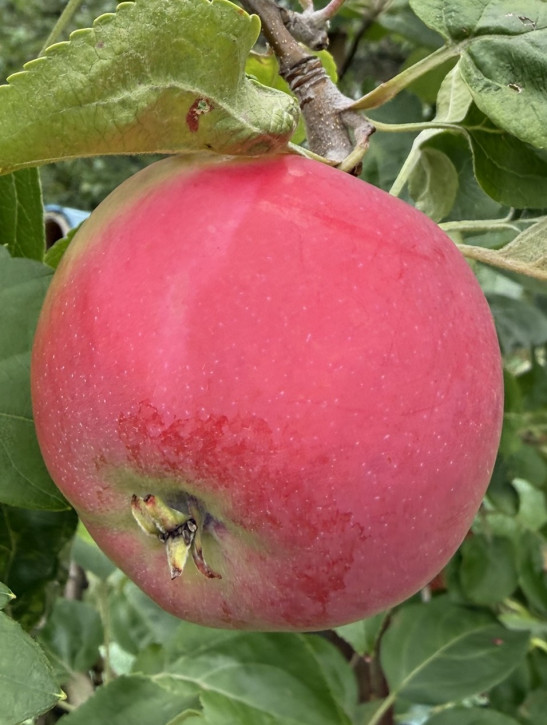 Apfelbaum Zhigulevskoe (Malus domestica)