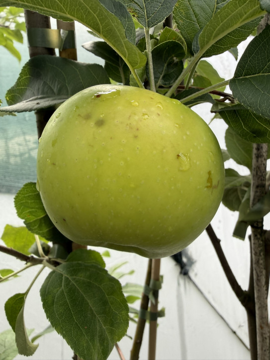 Apfelbaum Kaluzhanka  (Malus domestica Kalužanka) Яблоня Калужанка