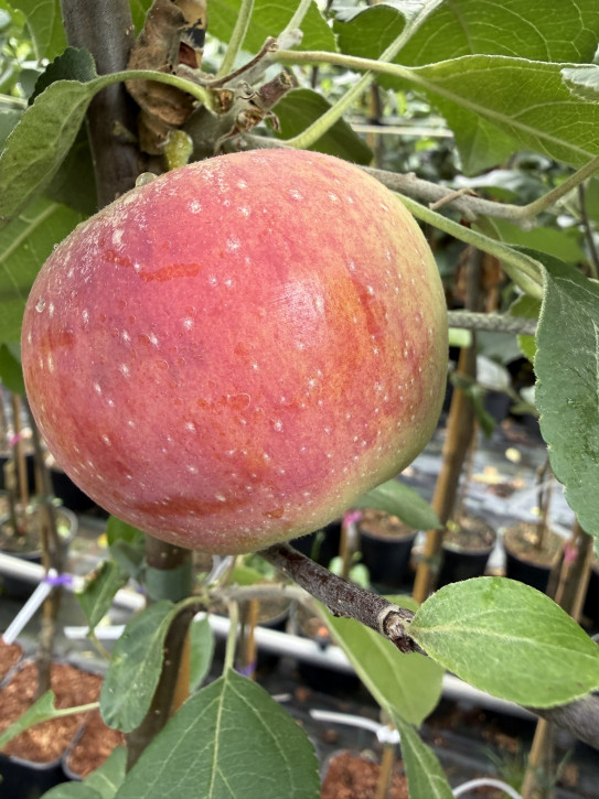 Apfelbaum Kaluzhanka  (Malus domestica Kalužanka) Яблоня Калужанка
