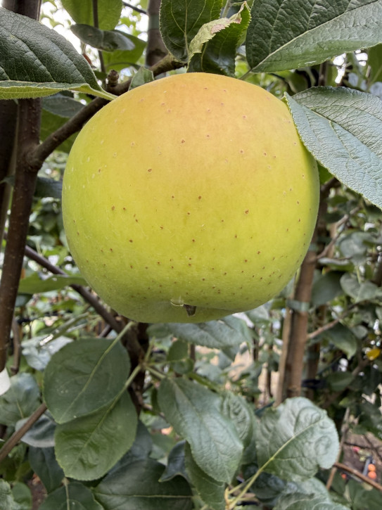 Apfel „Simirenko“