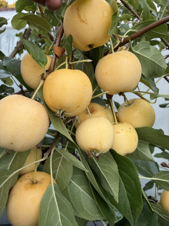 Uralskoe nalivnoe (Malus domestica x Malus prunifolia)