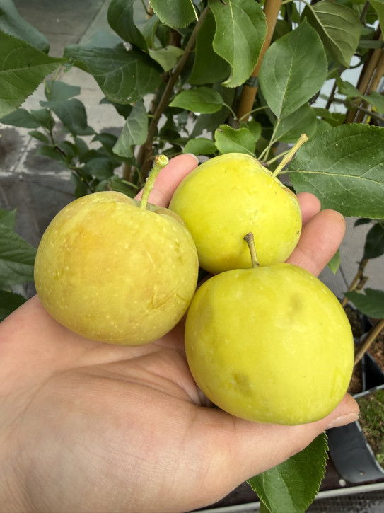 Apfelbaum Jantar (Malus domestica)