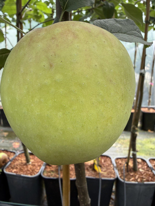 Apfelbaum Grushovka Almatinskaja   (Malus domestica)
