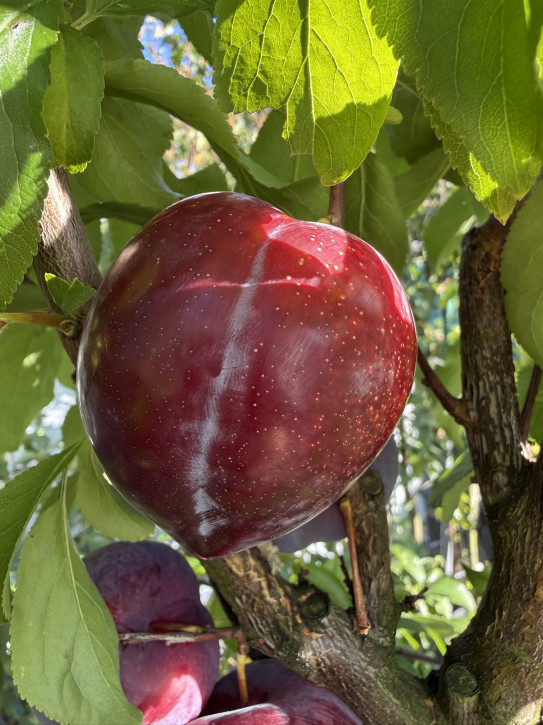 Japanische Pflaume Black Splendor (Prunus salicina)