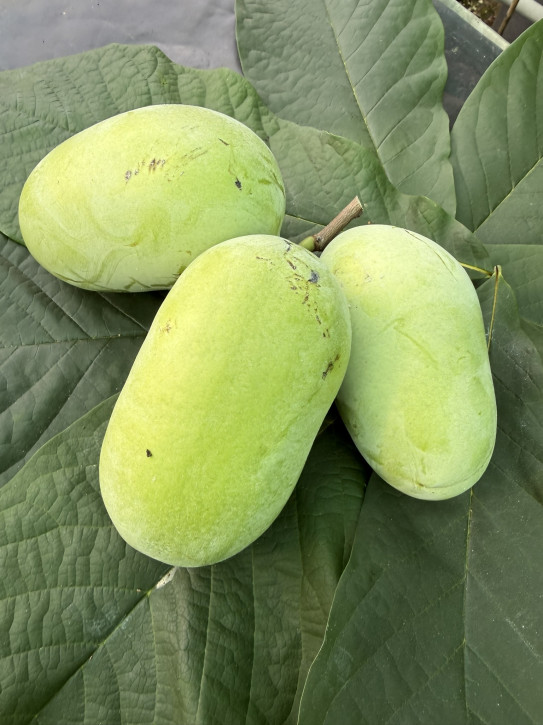 Азимина трехлопастная Оверлиз 160/180 cm.(Asimina triloba)