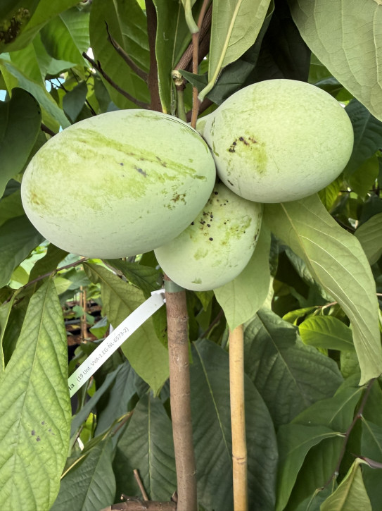 Азимина Сочи 11 пр.120/140 см.(Asimina triloba)